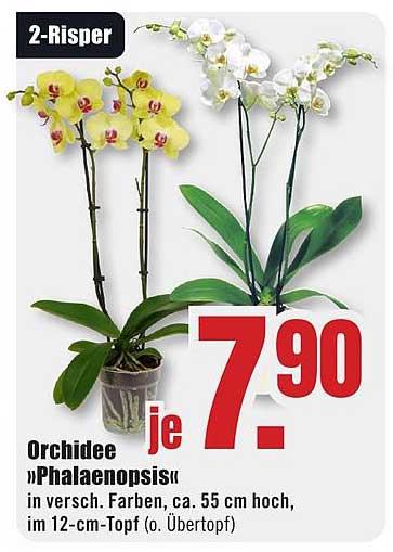 Orchidee »Phalaenopsis« – 2-Rispen
