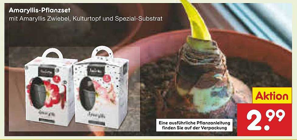Amaryllis-Pflanzset mit Amaryllis Zwiebel, Kulturtopf und Spezial-Substrat