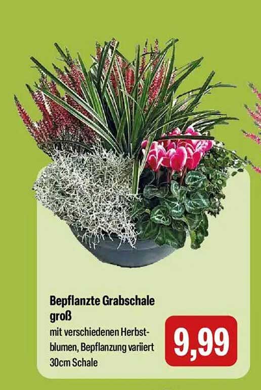 Bepflanzte Grabschale groß mit verschiedenen Herbstblumen