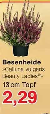Besenheide »Calluna vulgaris Beauty Ladies« 13 cm Topf
