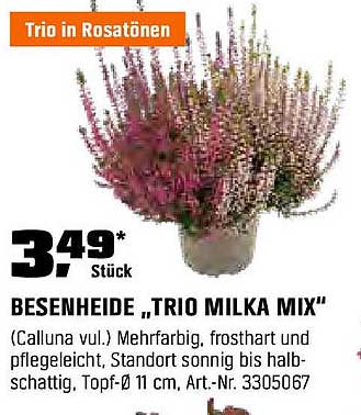 Besenheide „Trio Milka Mix“
