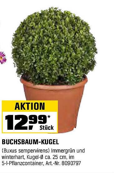 BUCHSBAUM-KUGEL (Buxus sempervirens) - Aktion