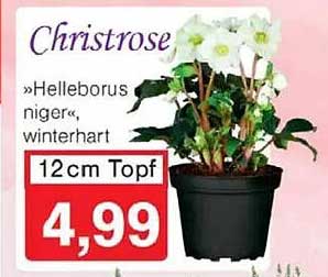 Christrose »Helleborus niger«, winterhart 12cm Topf