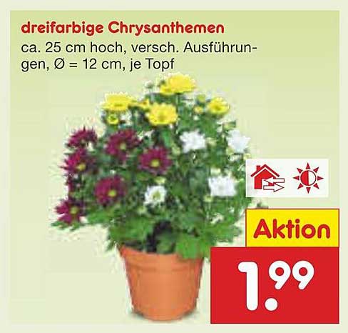dreifarbige Chrysanthemen