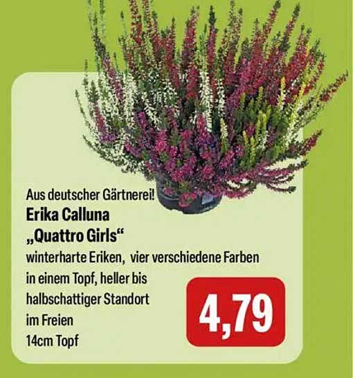 Erika Calluna „Quattro Girls“ – Winterharte Eriken in vier Farben