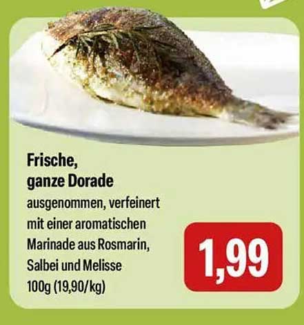 Frische, ganze Dorade
