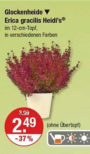 Glockenheide ▼ Erica gracilis Heidi’s® im 12-cm-Topf, in verschiedenen Farben