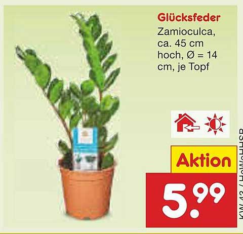 Glücksfeder - Zamio culca, ca. 45 cm hoch, Ø = 14 cm, je Topf