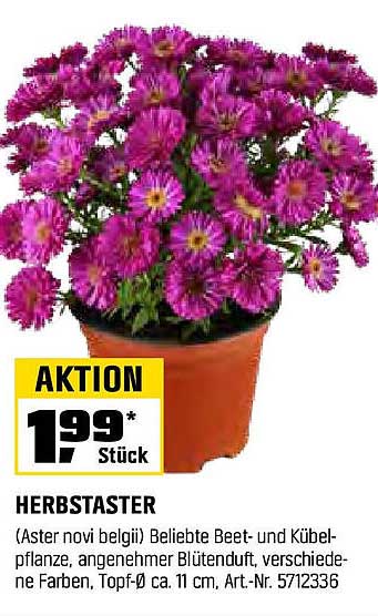 HERBSTASTER (Aster novi belgii) - Beliebte Beet- und Kübelpflanze
