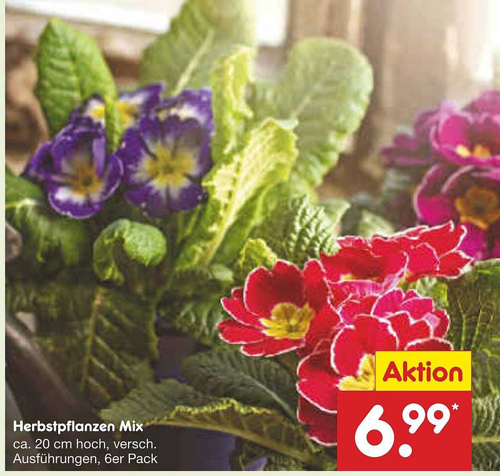 Herbstpflanzen Mix - 6er Pack