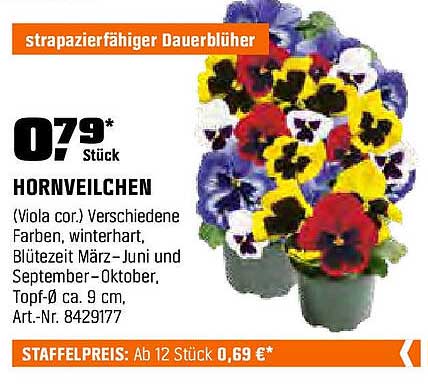 Hornveilchen - strapazierfähiger Dauerblüher