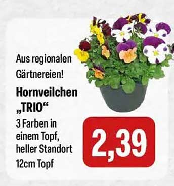 Hornveilchen „TRIO“ – 3 Farben in einem Topf