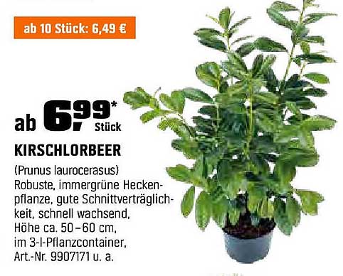 KIRSCHLORBEER - Robuste, immergrüne Heckenpflanze