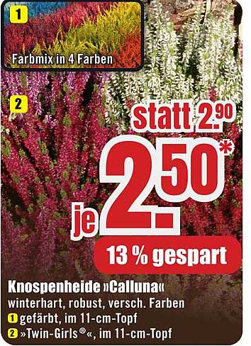 Knospeneide 'Calluna' – jetzt im Angebot!