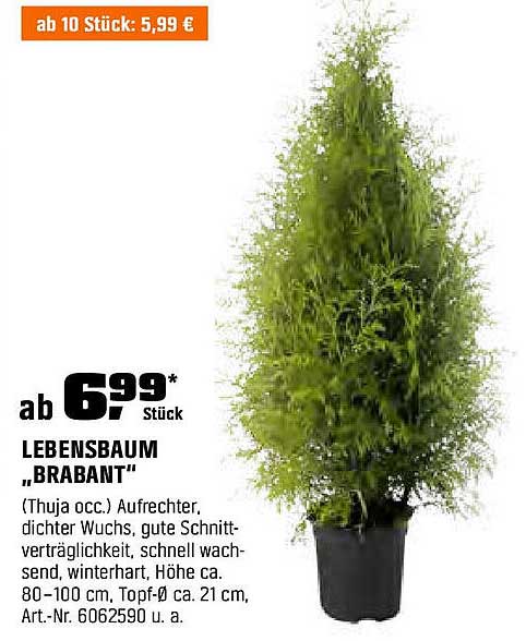 LEBENSBAUM „BRABANT“
