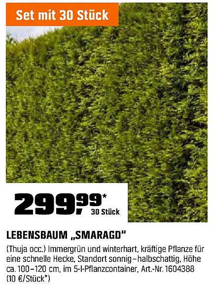 Lebensbaum „Smaragd“ (Set mit 30 Stück)