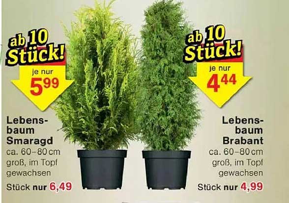 Lebensbaum Smaragd und Lebensbaum Brabant - ab 10 Stück!