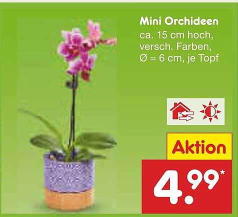 Mini Orchideen - Verschiedene Farben, ca. 15 cm hoch