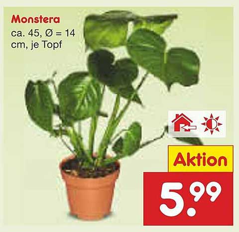Monstera Pflanze - ca. 45 cm, Ø = 14 cm, je Topf