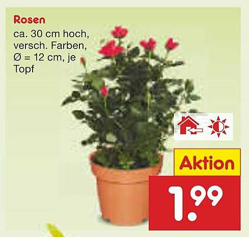 Rosen ca. 30 cm hoch, versch. Farben, Ø 12 cm, je Topf