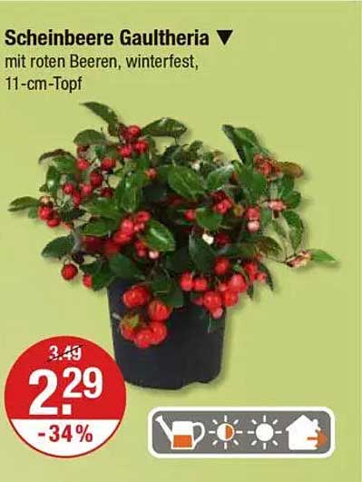 Scheinbeere Gaultheria mit roten Beeren, winterfest, 11-cm-Topf