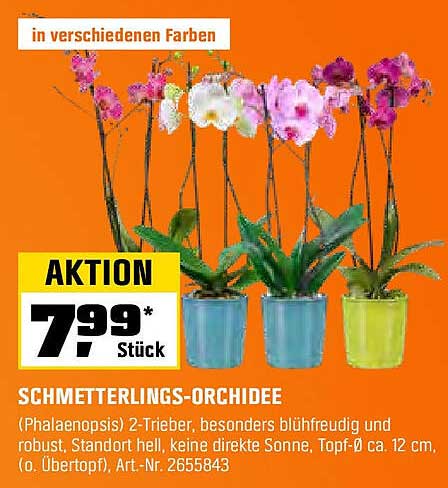 Schmetterlings-Orchidee (Phalaenopsis) - jetzt zum Sonderpreis!