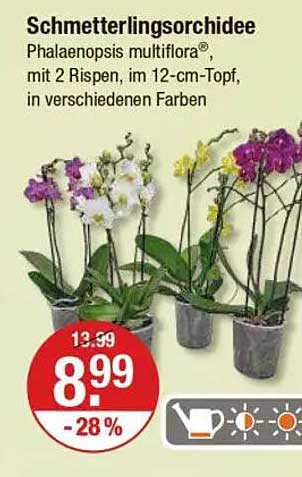 Schmetterlingsorchidee Phalaenopsis multiflora® mit 2 Rispen im 12-cm-Topf, in verschiedenen Farben