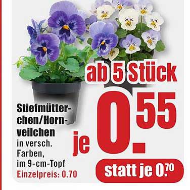 Stiefmütterchen/Hornveilchen in verschiedenen Farben – ab 5 Stück nur 0,55 je 9-cm-Topf