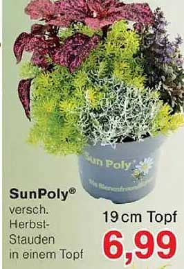 SunPoly® verschiedene Herbststauden in einem Topf