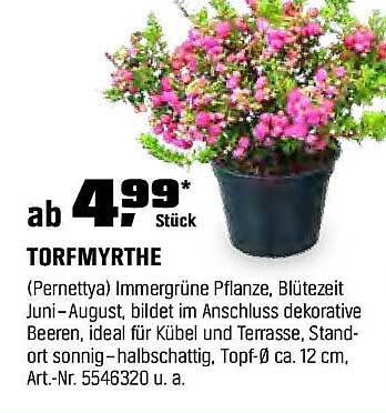 TORFMYRTHE - Die immergrüne Pflanze für Ihren Garten