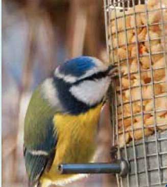 Vogelfutterspender für heimische Vögel