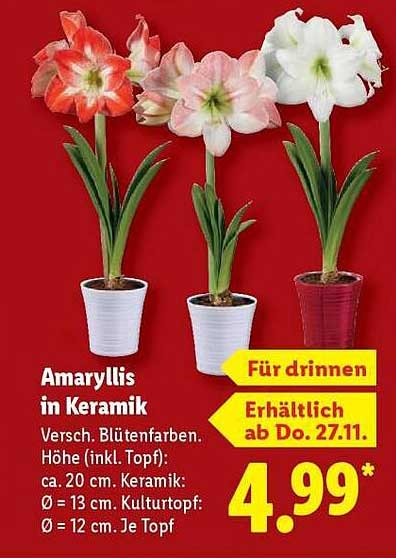 Amaryllis in Keramik