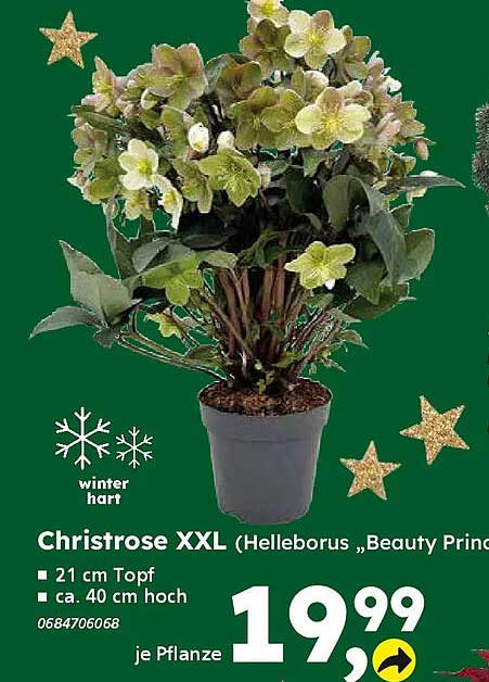 Christrose XXL (Helleborus "Beauty Prince")