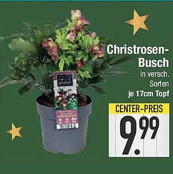 Christrosen-Busch in versch. Sorten, je 17cm Topf