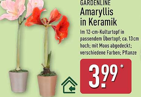 GARDENLINE Amaryllis in Keramik