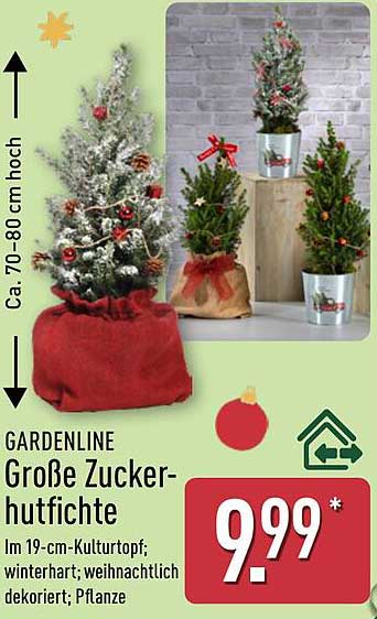 GARDENLINE Große Zuckerhutfichte