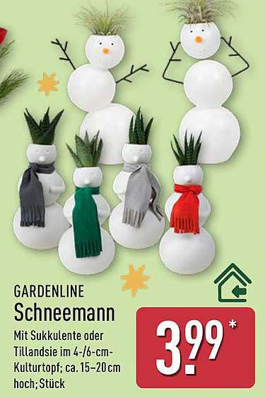 GARDENLINE Schneemann mit Sukkulente oder Tillandsie im 4/6-cm-Kulturtopf