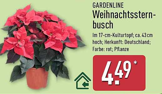 GARDENLINE Weihnachtssternbusch