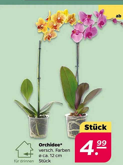 Orchidee* verschiedene Farben Ø ca. 12 cm Stück
