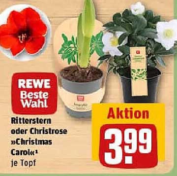 Ritterstern oder Christrose »Christmas Carol« je Topf