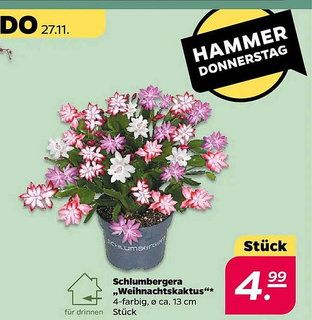 Schlumbergera „Weihnachtskaktus“ 4-farbig, Ø ca. 13 cm Stück