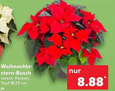Weihnachtsstern-Busch, versch. Farben, Topf Ø 23 cm je