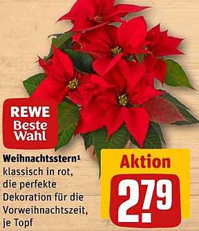Weihnachtsstern - klassisch in rot, die perfekte Dekoration für die Vorweihnachtszeit, je Topf