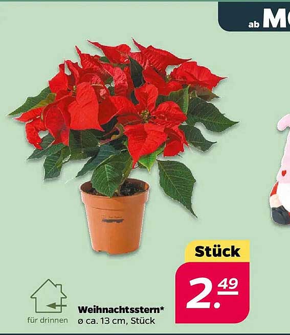 Weihnachtsstern* Ø ca. 13 cm, Stück