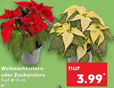 Weihnachtsstern oder Zauberstern - Topf Ø 13 cm