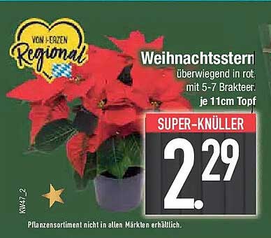 Weihnachtsstern überragend rot, mit 5-7 Brakteen, je 11cm Topf