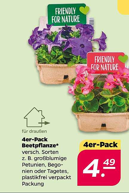 4er-Pack Beetpflanze* verschiedene Sorten