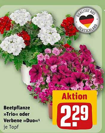 Beetpflanze »Trio« oder Verbene »Duo« je Topf