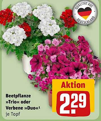 Beetpflanze „Trio“ oder Verbene „Duo“ je Topf