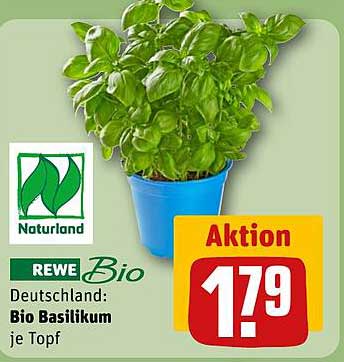 Bio Basilikum je Topf